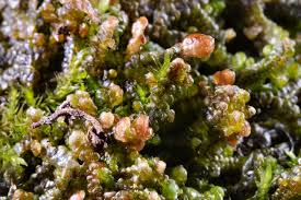 Attēlu rezultāti vaicājumam “Frullania tamarisci macro”