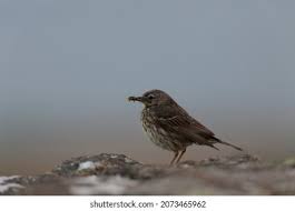 Attēlu rezultāti vaicājumam “Anthus petrosus adult”