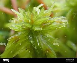 Attēlu rezultāti vaicājumam “Sphagnum cuspidatum”