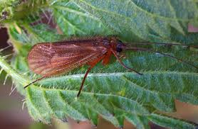 Attēlu rezultāti vaicājumam “Chaetopteryx villosa”