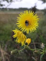 Attēlu rezultāti vaicājumam “Sonchus arvensis subsp. uliginosus flower”