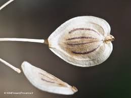 Attēlu rezultāti vaicājumam “Heracleum sphondylium subsp. sibiricum fruit”