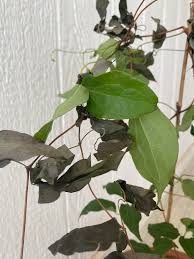 Attēlu rezultāti vaicājumam “Clematis leaf”