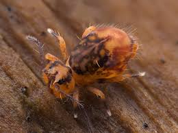 Attēlu rezultāti vaicājumam “Ptenothrix sp.”