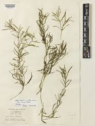 Attēlu rezultāti vaicājumam “Najas minor leaf”