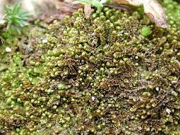 Attēlu rezultāti vaicājumam “Barbilophozia kunzeana”