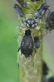 Attēlu rezultāti vaicājumam “Aphis fabae”