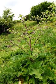 Attēlu rezultāti vaicājumam “Arctium lappa”