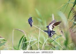 Attēlu rezultāti vaicājumam “Hirundo rustica adult”