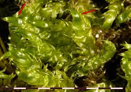 Attēlu rezultāti vaicājumam “Pseudocalliergon turgescens”