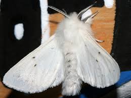 Attēlu rezultāti vaicājumam “Spilosoma sp.”