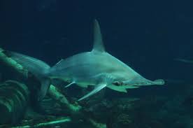 Image result for Sphyrna lewini