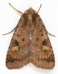 Attēlu rezultāti vaicājumam “Diarsia brunnea”