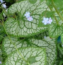 Image result for Brunnera `Jack Frost`