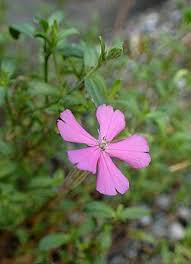 Image result for Silene schafta