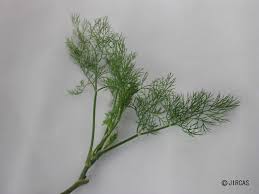 Attēlu rezultāti vaicājumam “Anethum graveolens leaf”