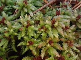 Attēlu rezultāti vaicājumam “Sphagnum palustre sporophyte”
