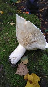 Attēlu rezultāti vaicājumam “Lactarius bertillonii”