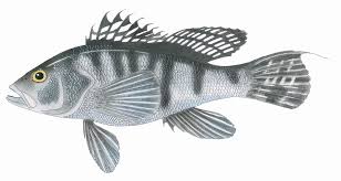 Image result for Centropristis striata