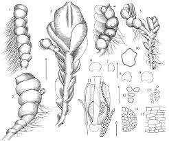 Attēlu rezultāti vaicājumam “Jungermannia sphaerocarpa”