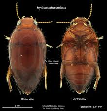 Attēlu rezultāti vaicājumam “Enteridium variabile macro”