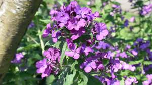 Image result for Lunaria annua