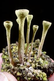 Attēlu rezultāti vaicājumam “Cladonia fimbriata”