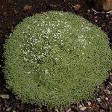 Attēlu rezultāti vaicājumam “Arenaria procera”