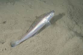 Image result for Merluccius merluccius
