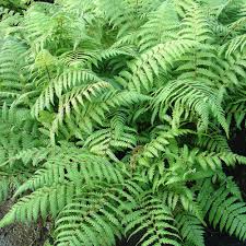 Attēlu rezultāti vaicājumam “Weissia squarrosa”