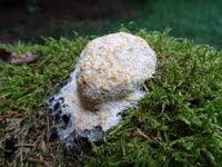 Attēlu rezultāti vaicājumam “Fuligo candida”