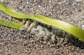 Attēlu rezultāti vaicājumam “Amphipoda”
