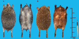 Attēlu rezultāti vaicājumam “Erinaceus sp.”