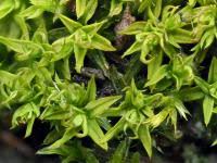 Attēlu rezultāti vaicājumam “Barbula unguiculata macro”