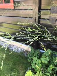 Attēlu rezultāti vaicājumam “Festuca altissima flower”