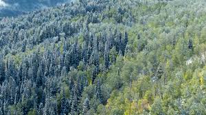 Attēlu rezultāti vaicājumam “Abies concolor”