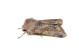 Attēlu rezultāti vaicājumam “Orthosia incerta”