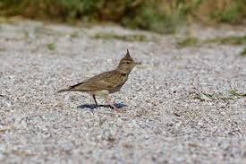 Attēlu rezultāti vaicājumam “Galerida cristata adult”