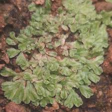 Attēlu rezultāti vaicājumam “Riccia glauca”