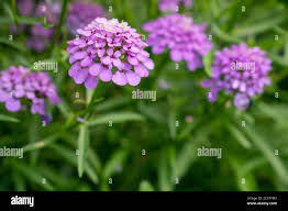 Image result for Iberis umbellata