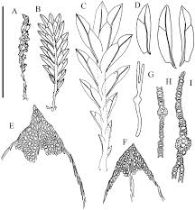 Attēlu rezultāti vaicājumam “Harpanthus flotovianus cells”