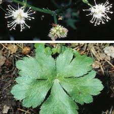 Attēlu rezultāti vaicājumam “Sanicula europaea”