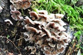 Attēlu rezultāti vaicājumam “Chondrostereum purpureum”