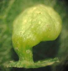 Attēlu rezultāti vaicājumam “Vasates quadripedes”