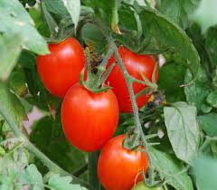 Afbeeldingsresultaat voor amish paste tomato