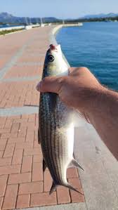 Image result for Liza aurata