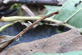 Attēlu rezultāti vaicājumam “Typhula setipes”