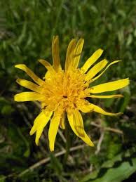 Attēlu rezultāti vaicājumam “Scorzonera humilis leaf”