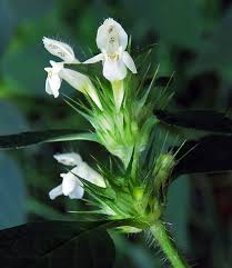 Image result for Galeopsis segetum