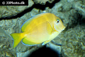 Image result for Acanthurus coeruleus